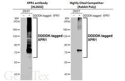 Anti-XPR1 antibody [HL2632] used in Western Blot (WB). GTX639088