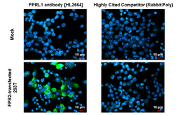Anti-FPRL1 antibody [HL2664] used in Immunocytochemistry/ Immunofluorescence (ICC/IF). GTX639328