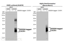 Anti-CXCR1 antibody [HL2674] used in Western Blot (WB). GTX639338