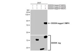 Anti-DMP4 antibody [HL2677] used in Western Blot (WB). GTX639341