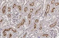 Anti-SLC5A8 antibody [HL2687] used in IHC (Paraffin sections) (IHC-P). GTX639352