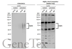 Anti-P2Y1 antibody [HL2702] used in Western Blot (WB). GTX639453