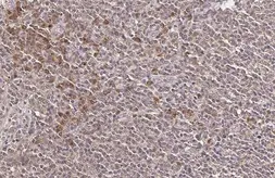 Anti-NKG2A antibody [HL2718] used in IHC (Paraffin sections) (IHC-P). GTX639545