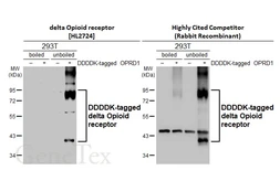 Anti-delta Opioid receptor antibody [HL2724] used in Western Blot (WB). GTX639551