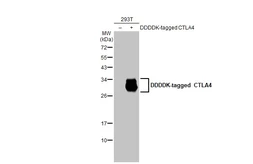 Anti-CTLA4 antibody [HL2732] used in Western Blot (WB). GTX639560