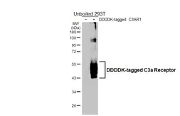 Anti-C3a Receptor antibody [HL2744] used in Western Blot (WB). GTX639573