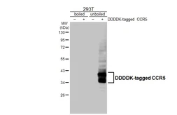 Anti-CCR5 antibody [HL2780] used in Western Blot (WB). GTX639645