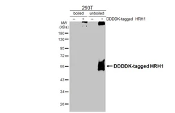 Anti-HRH1 antibody [HL2783] used in Western Blot (WB). GTX639651