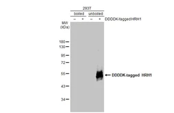 Anti-HRH1 antibody [HL2783] used in Western Blot (WB). GTX639651