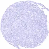 Anti-Somatostatin antibody [HMV303] HistoMAX&trade; used in IHC (Paraffin sections) (IHC-P). GTX639926