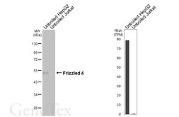 Anti-Frizzled 4 antibody [HL2824] used in Western Blot (WB). GTX640095