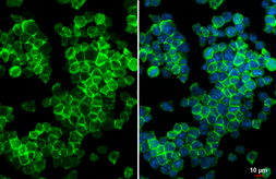 Anti-P2Y12 antibody [HL2829] used in Immunocytochemistry/ Immunofluorescence (ICC/IF). GTX640100
