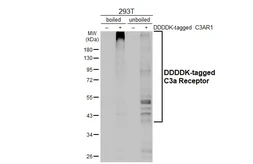 Anti-C3a Receptor antibody [HL2831] used in Western Blot (WB). GTX640102