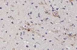 Anti-C3a Receptor antibody [HL2831] used in IHC (Paraffin sections) (IHC-P). GTX640102