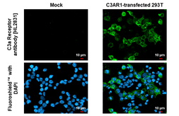 Anti-C3a Receptor antibody [HL2831] used in Immunocytochemistry/ Immunofluorescence (ICC/IF). GTX640102