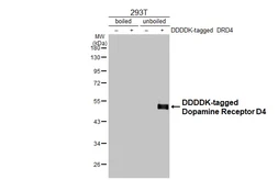 Anti-Dopamine Receptor D4 antibody [HL2850] used in Western Blot (WB). GTX640121