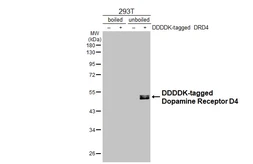 Anti-Dopamine Receptor D4 antibody [HL2851] used in Western Blot (WB). GTX640122