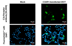 Anti-C3a Receptor antibody [HL2855] used in Immunocytochemistry/ Immunofluorescence (ICC/IF). GTX640126