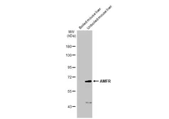 Anti-AMFR antibody [HL2865] used in Western Blot (WB). GTX640142