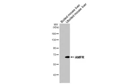 Anti-AMFR antibody [HL2866] used in Western Blot (WB). GTX640143