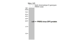 Anti-PRRS virus GP5 protein antibody [HL2872] used in Western Blot (WB). GTX640149