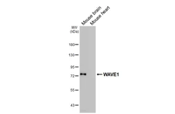 Anti-WAVE1 antibody [HL2901] used in Western Blot (WB). GTX640238
