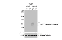 Anti-Smoothened homolog antibody [HL2975] used in Western Blot (WB). GTX640362