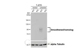 Anti-Smoothened homolog antibody [HL2976] used in Western Blot (WB). GTX640363