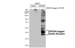 Anti-Apelin Receptor antibody [HL2980] used in Western Blot (WB). GTX640367