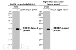 Anti-DDDDK tag antibody [M2-RB] used in Western Blot (WB). GTX640415