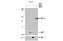 Anti-TET3 antibody [HL3009] used in Western Blot (WB). GTX640422
