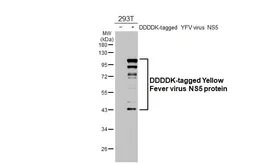 Anti-Yellow Fever virus NS5 protein antibody [HL3014] used in Western Blot (WB). GTX640427