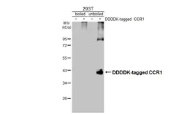 Anti-CCR1 antibody [HL3023] used in Western Blot (WB). GTX640436