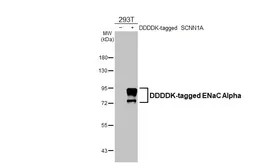 Anti-ENaC Alpha antibody [HL3027] used in Western Blot (WB). GTX640465