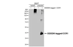 Anti-CCR1 antibody [HL3034] used in Western Blot (WB). GTX640472