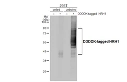 Anti-HRH1 antibody [HL3037] used in Western Blot (WB). GTX640475