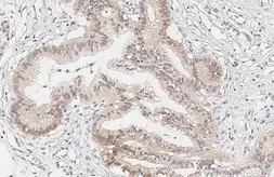 Anti-CCR9 antibody [HL3054] used in IHC (Paraffin sections) (IHC-P). GTX640497