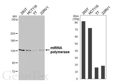 Anti-mtRNA polymerase antibody [HL3068] used in Western Blot (WB). GTX640514