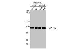 Anti-CD11b antibody [HL3097] used in Western Blot (WB). GTX640543