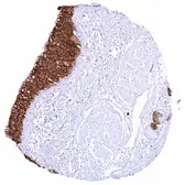 Anti-Anterior Gradient 2 antibody [HMV325] HistoMAX&trade; used in IHC (Paraffin sections) (IHC-P). GTX640557