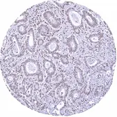 Anti-Mre11 antibody [HMV328] HistoMAX&trade; used in IHC (Paraffin sections) (IHC-P). GTX640560