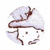 Anti-PAI2 antibody [HMV330] HistoMAX&trade; used in IHC (Paraffin sections) (IHC-P). GTX640562