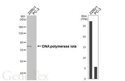 Anti-DNA polymerase iota antibody [HL3115] used in Western Blot (WB). GTX640591
