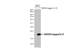 Anti-IL10 antibody [HL3118] used in Western Blot (WB). GTX640594