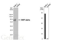 Anti-SIRP alpha antibody [HL3149] used in Western Blot (WB). GTX640659