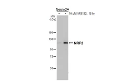 Anti-NRF2 antibody [HL3183] used in Western Blot (WB). GTX640822