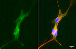 Anti-Neurokinin 1 Receptor antibody [HL3194] used in Immunocytochemistry/ Immunofluorescence (ICC/IF). GTX640833