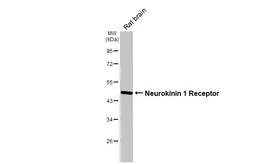 Anti-Neurokinin 1 Receptor antibody [HL3195] used in Western Blot (WB). GTX640834