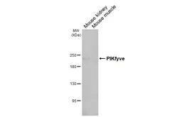 Anti-PIKfyve antibody [HL3449] used in Western Blot (WB). GTX641322