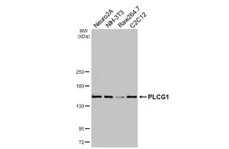 Anti-PLCG1 antibody [HL3508] used in Western Blot (WB). GTX641396